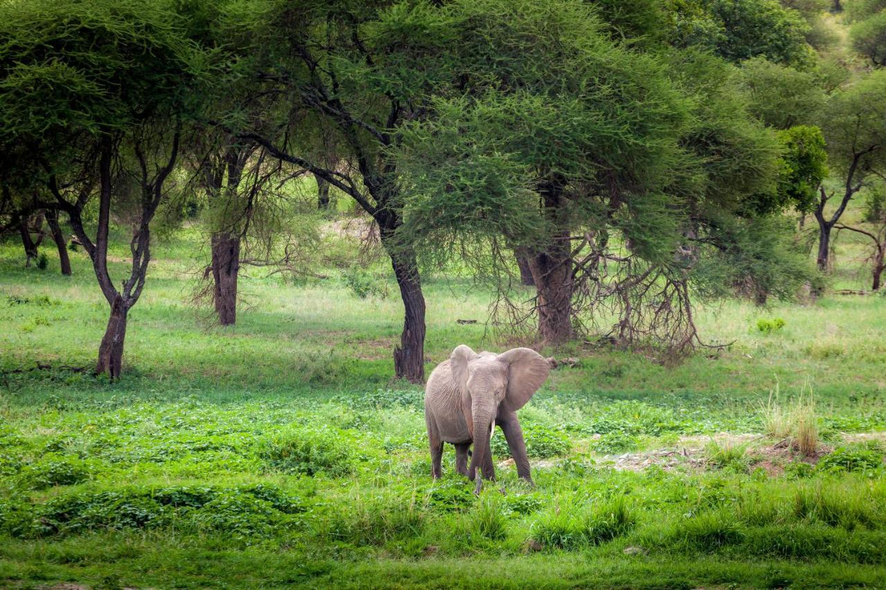 Baobab Tented Camp Kwa Kuchinia Экстерьер фото
